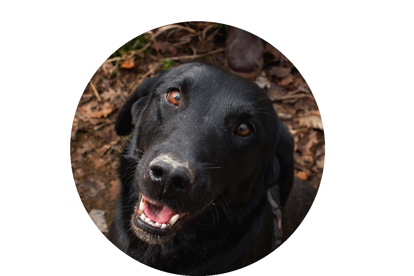 truffle trek escursioni caccia al tartufo con degustazione - foto cane da tartufo