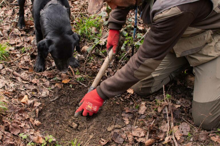 truffletrek santarcangelo - escursioni caccia al tartufo con degustazione - foto caccia al tartufo